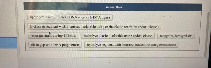Solved Place the steps of nucleotide excision repair in | Chegg.com