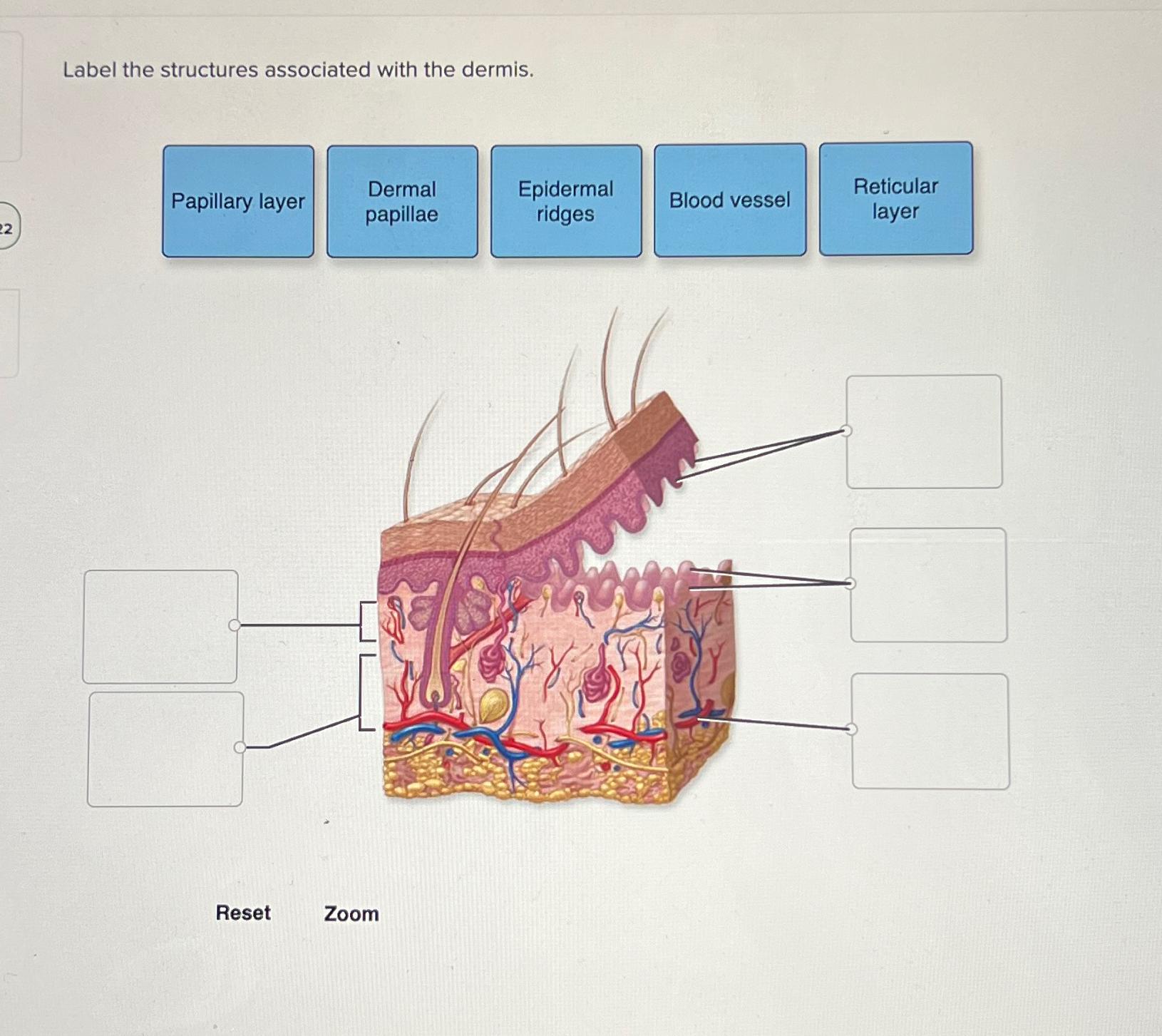 Solved Label the structures associated with the | Chegg.com