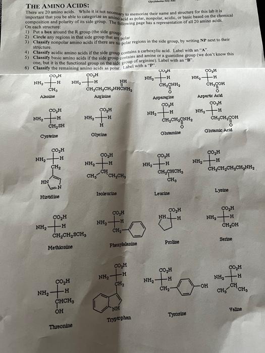 Solved GAB THE AMINO ACIDS There are 20 amino acids. While
