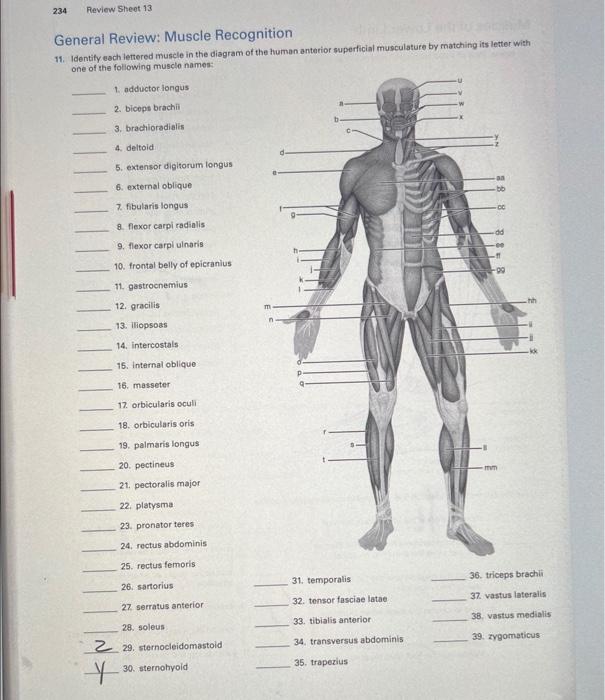 Solved 11. Identify each lettered muscle in the diagram one | Chegg.com