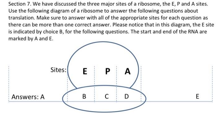 Solved Section 7. We have discussed the three major sites of | Chegg.com
