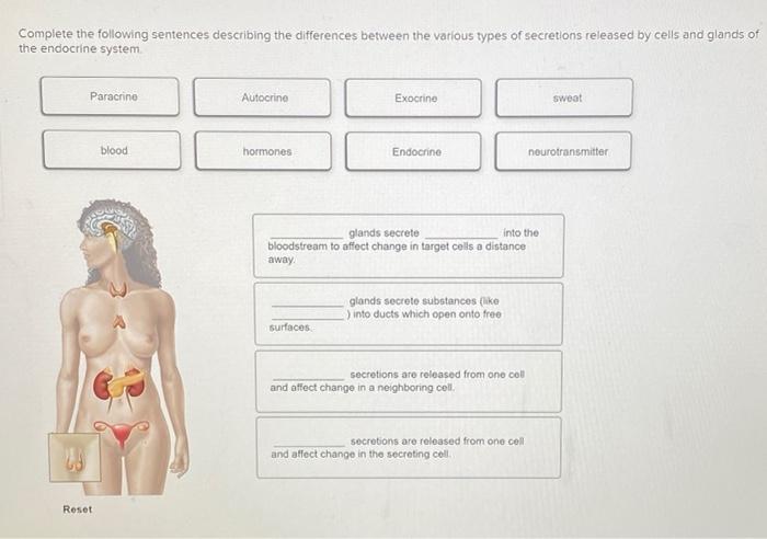 complete-the-following-sentences-describing-the-endocrine-system