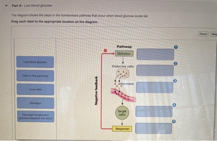 solved-part-a-low-blood-glucose-the-diagram-shows-the-steps-chegg