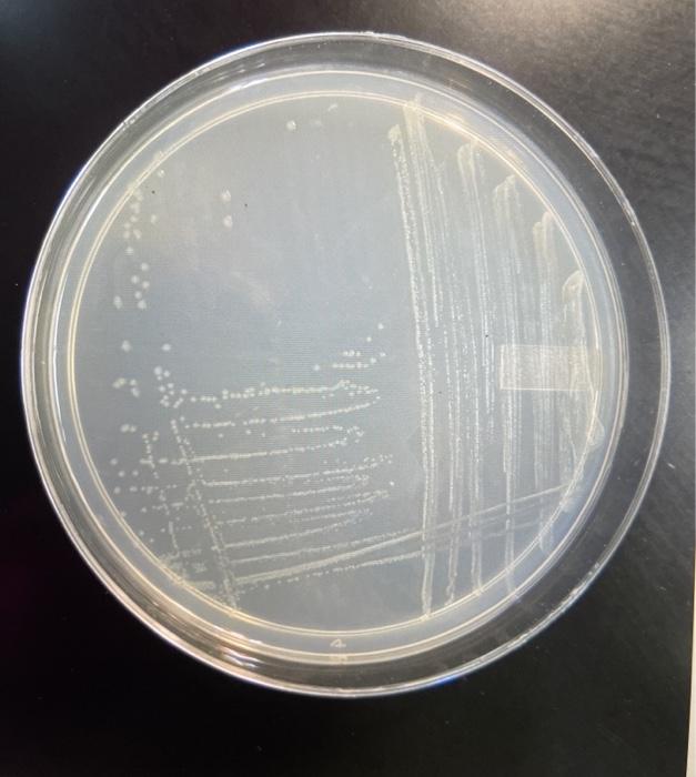 Solved This GSA plate was inoculated with a bacterial | Chegg.com