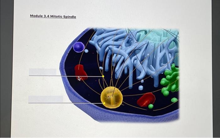 Solved Module 3.4 Mitotic Spindle Biology Diagrams