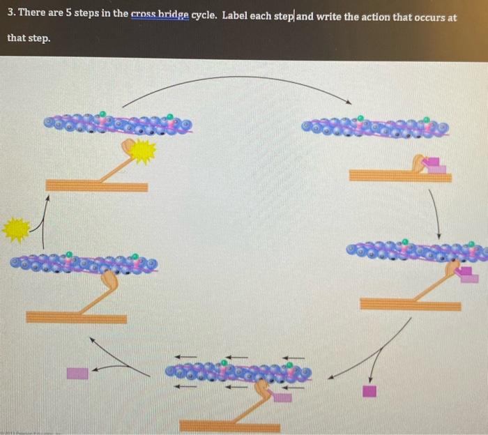 Solved 3. There are 5 steps in the cross bridge cycle. Label
