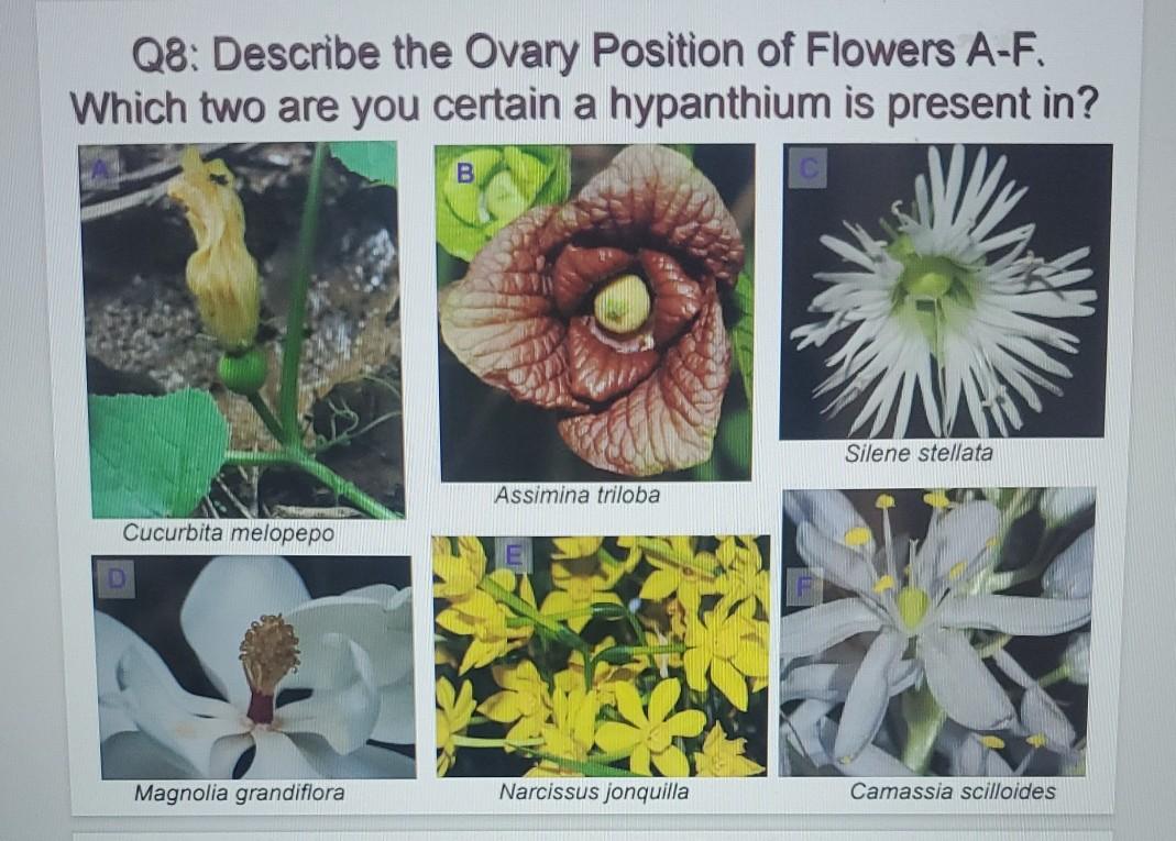 Solved 8. a) identify the ovary postion (inferior or