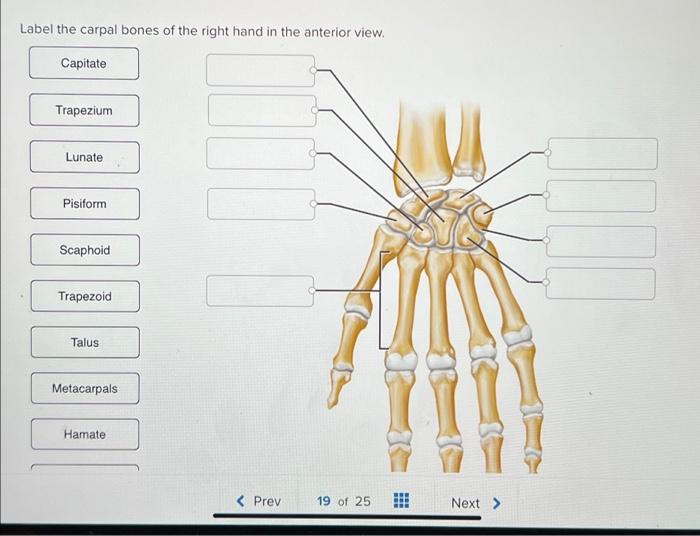 right anterior hand bones