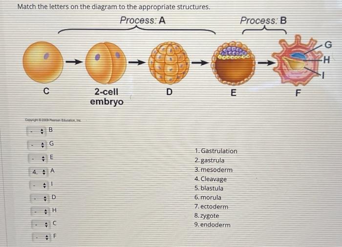 Solved Match the letters on the diagram to the appropriate | Chegg.com