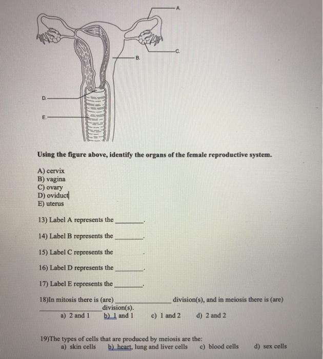 Solved D E Using the figure above, identify the organs of | Chegg.com