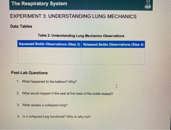 experiment 3 understanding lung mechanics