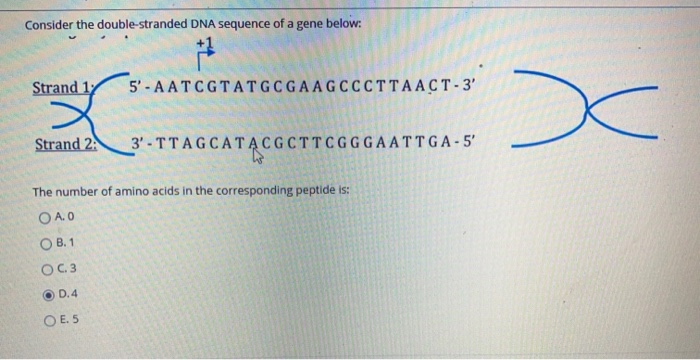 Solved Consider The Double Stranded Dna Sequence Of A Gen Chegg Com