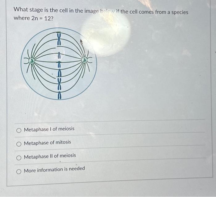 What stage is the cell in the image below if the cell | Chegg.com