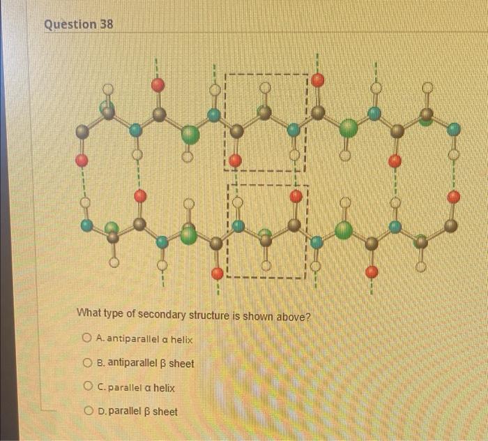 Solved What type of secondary structure is shown above? A. | Chegg.com