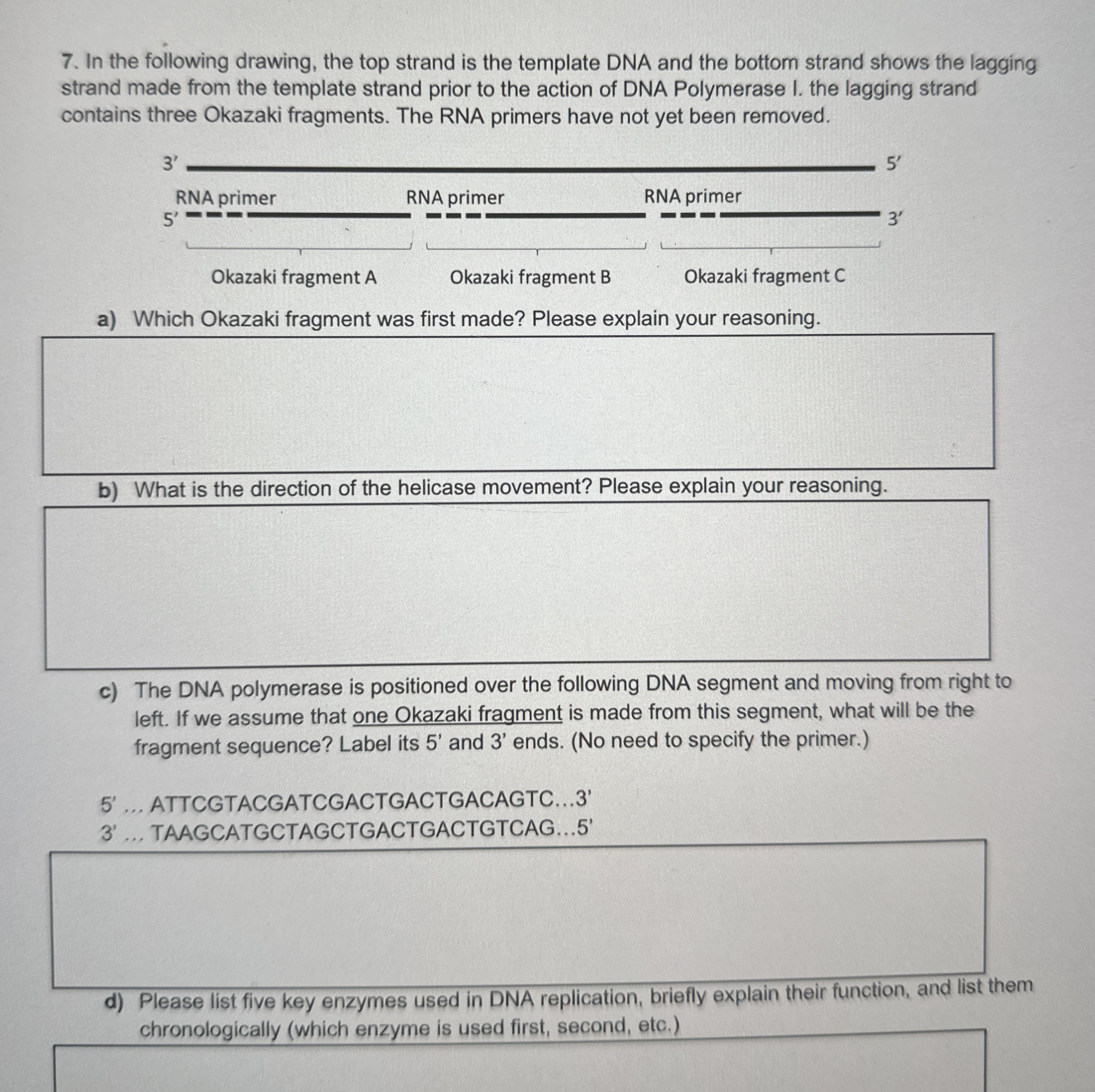 Solved In the following drawing, the top strand is the