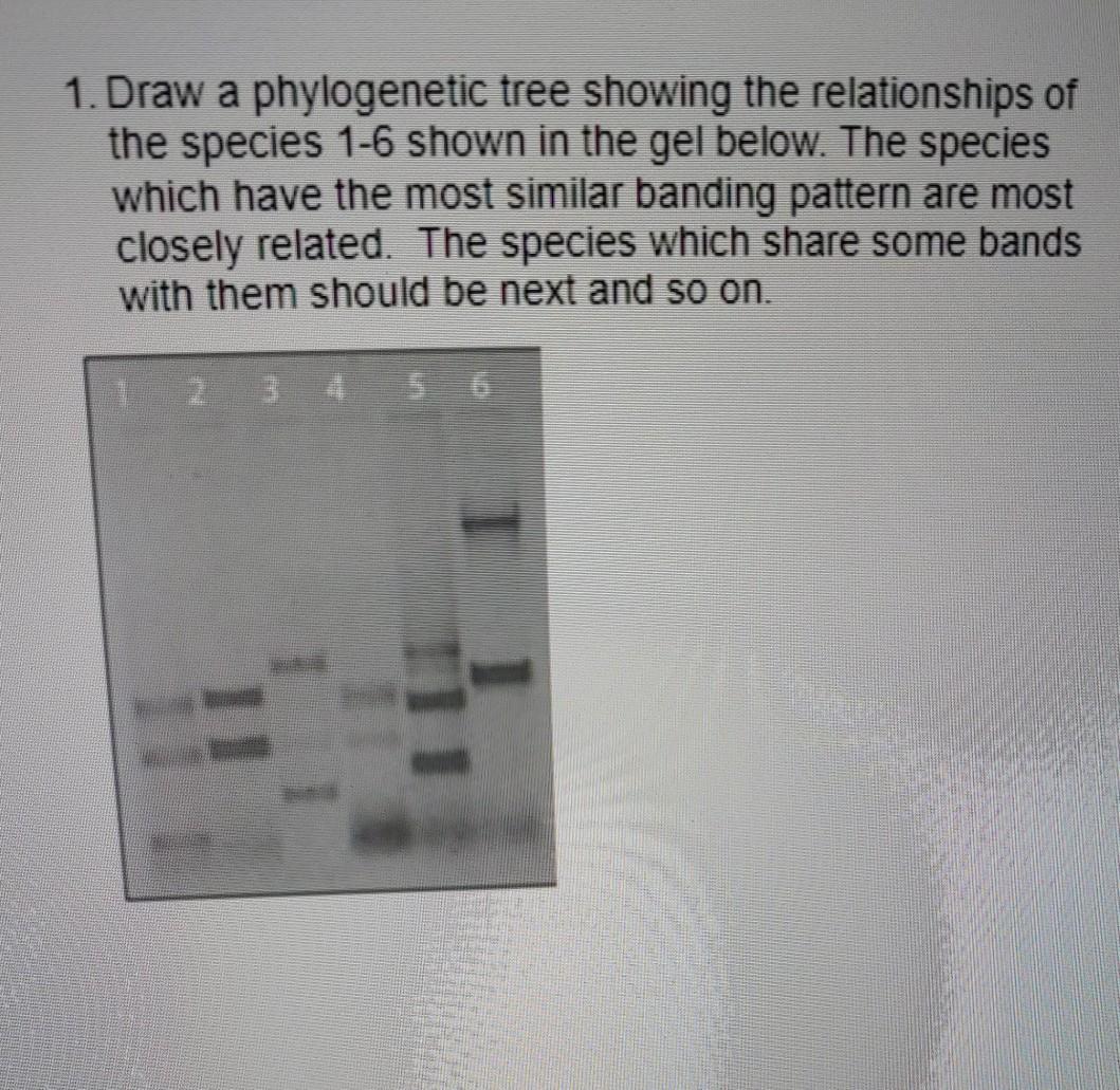 Solved 1. Draw a phylogenetic tree showing the relationships | Chegg.com