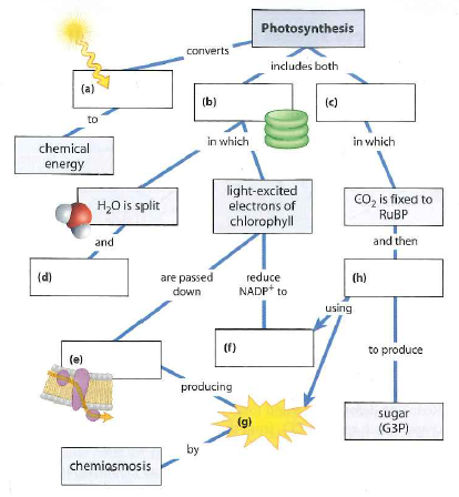 Solved: Complete this summary map of photosynthesis. | Chegg.com