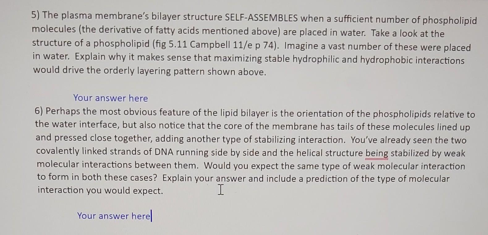 5) The plasma membrane's bilayer structure | Chegg.com