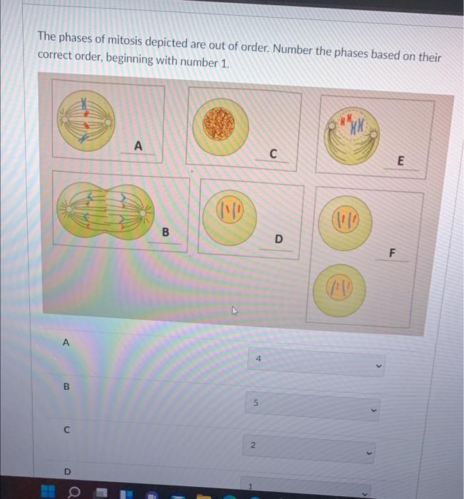 Solved The phases of mitosis depicted are out of order. | Chegg.com