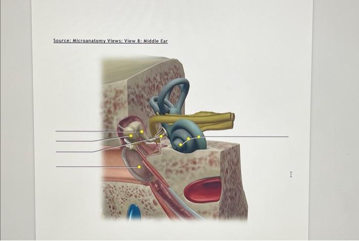 Solved Source: Microanatomy Views: View 7: Ear Source: | Chegg.com