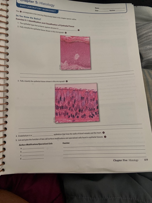 Solved lapter 5: Histology POST-LABORATORY WORKSHEET Set The | Chegg.com