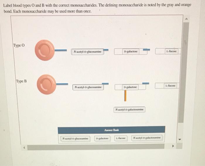 Label blood types and B with the correct monosaccharides. The defining monosaccharide is noted by the gray and orange
bond. E