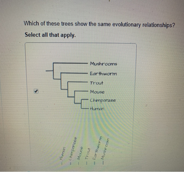 Solved Which of these trees show the same evolutionary | Chegg.com