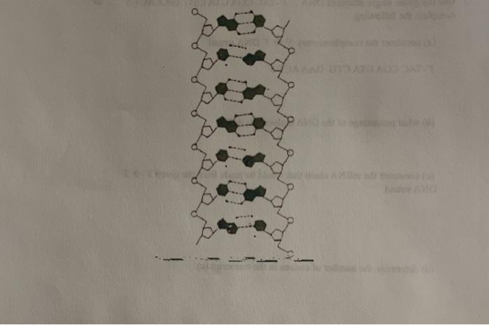 Solved Short Answers 1. Describe 8 features of the DNA | Chegg.com