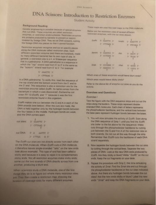 DNA Scissors Introduction to Restriction Enzymes