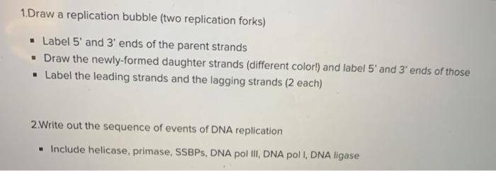 Solved 1.Draw a replication bubble (two replication forks) | Chegg.com