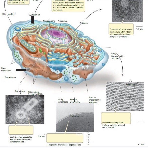 Solved The four compartments of the endomembrane system are | Chegg.com