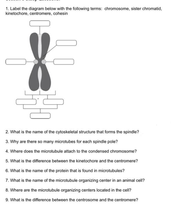 centromere diagram