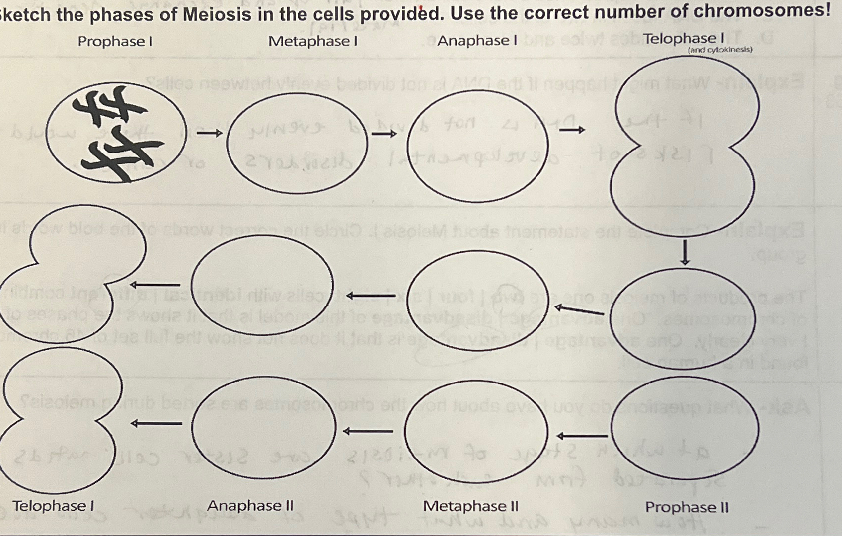 Solved Sketch the phases of Meiosis in the cells provided. | Chegg.com