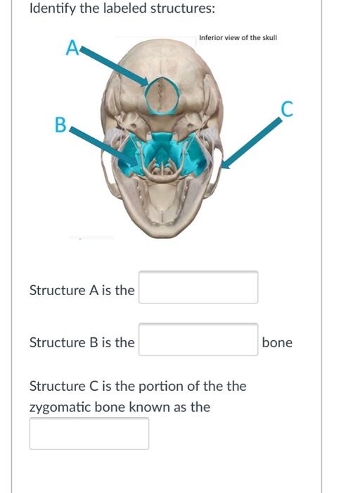 Solved Identify the labeled structures: С А. D B В Structure | Chegg.com
