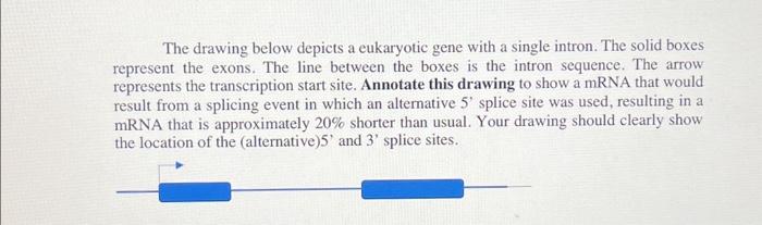 Solved The drawing below depicts a eukaryotic gene with a | Chegg.com