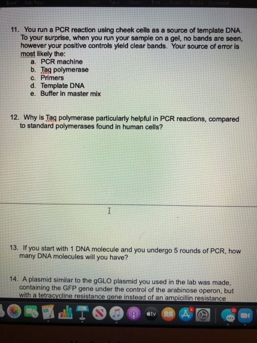 solved-11-you-run-a-pcr-reaction-using-cheek-cells-as-a-chegg