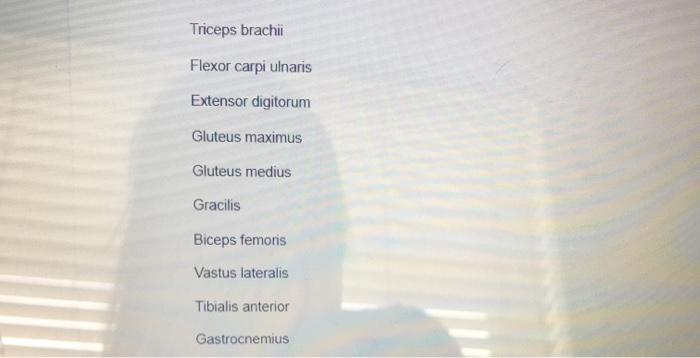 Triceps brachii Flexor carpi ulnaris Extensor digitorum Gluteus maximus Gluteus medius Gracilis Biceps femoris Vastus lateral