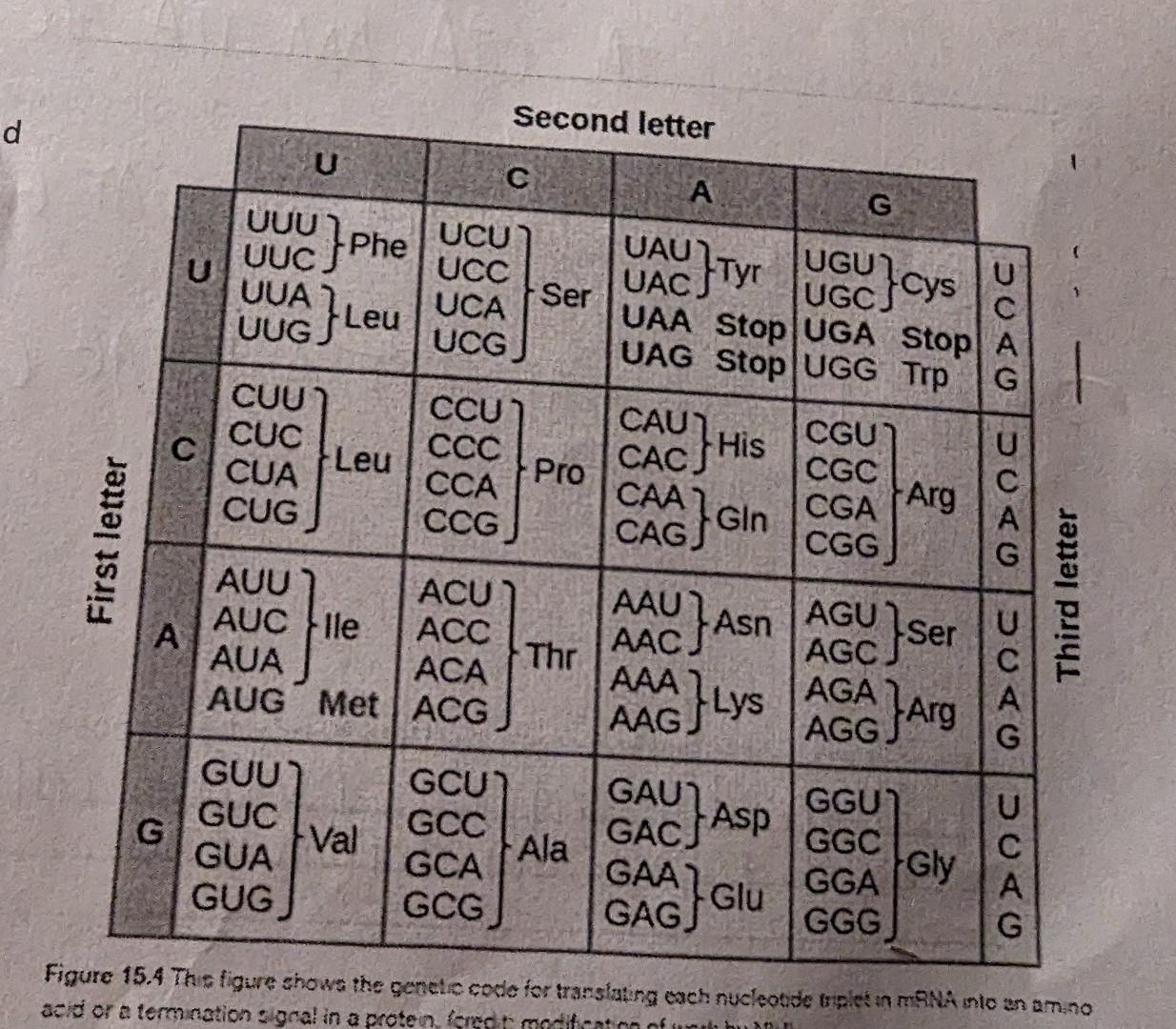 essay questions on genetic code