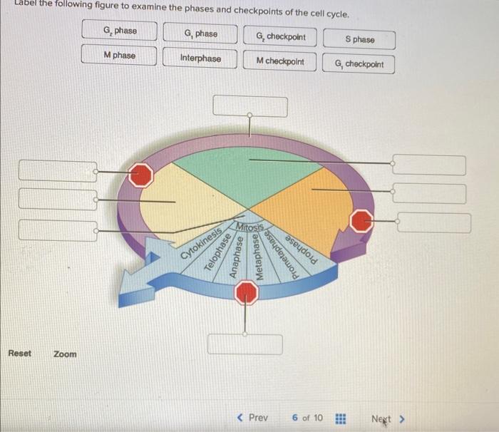 Solved label the following figure to examine the phases and | Chegg.com