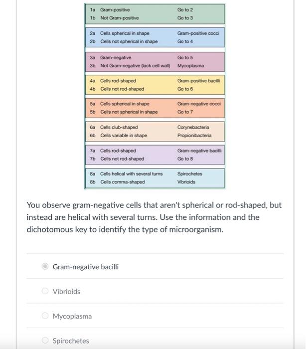 You observe gram-negative cells that arent spherical or rod-shaped, but instead are helical with several turns. Use the info