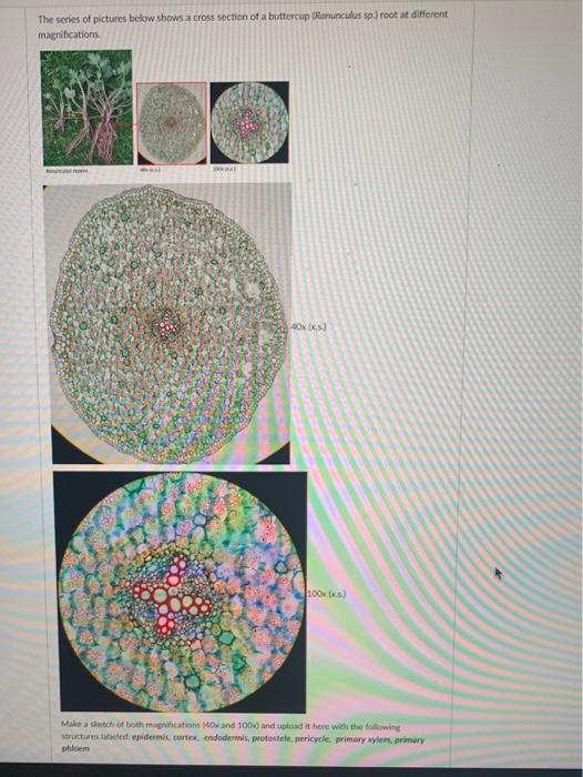 Solved The series of pictures below shows a cross section of | Chegg.com