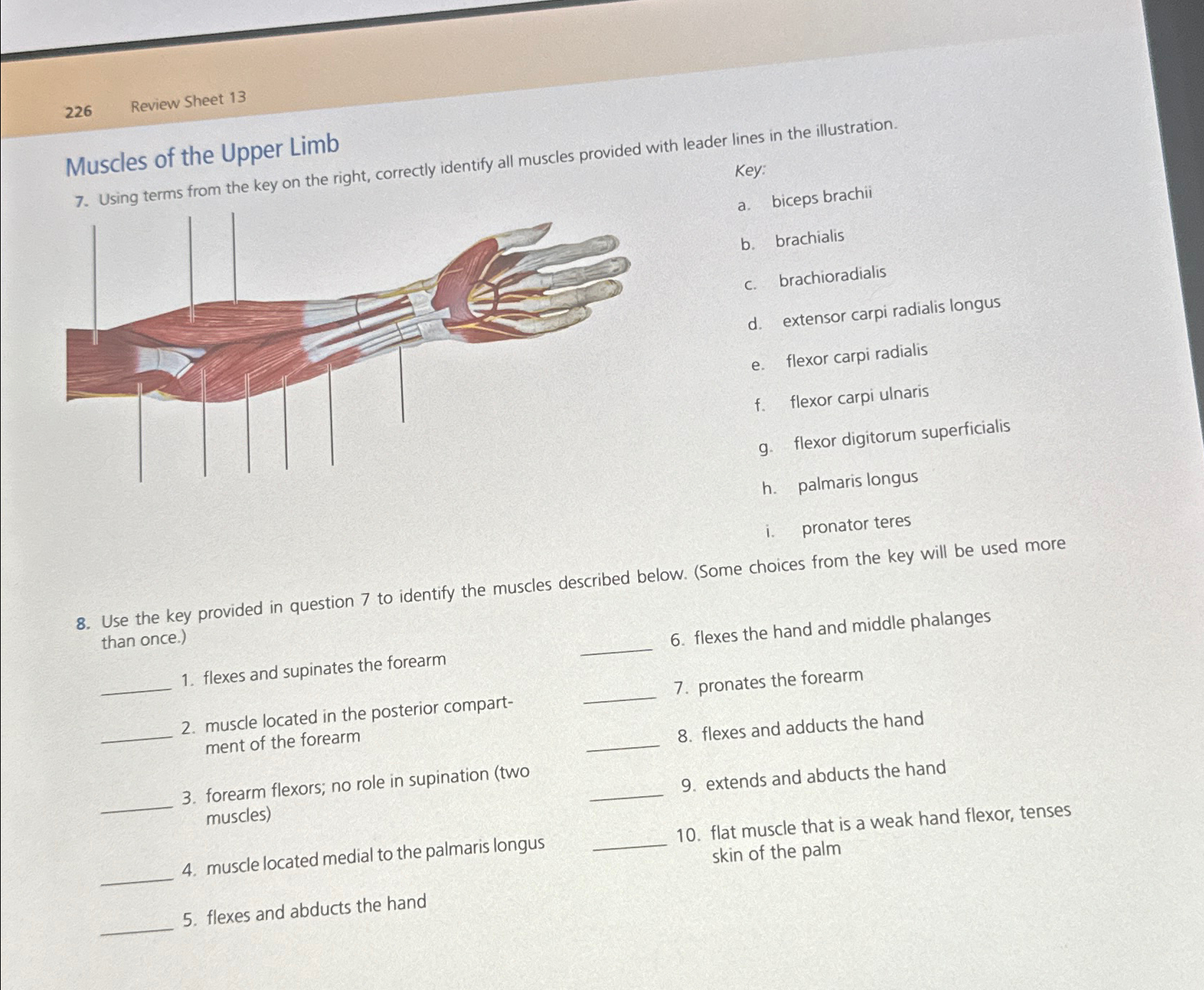 Solved 226 ﻿Review Sheet 13Muscles of the Upper Limb7 | Chegg.com