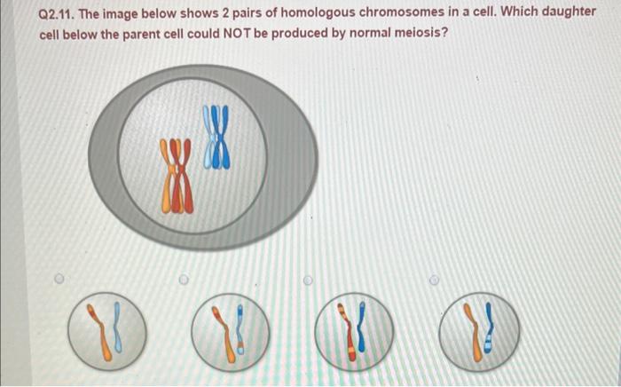 Solved Q2.11. The image below shows 2 pairs of homologous | Chegg.com