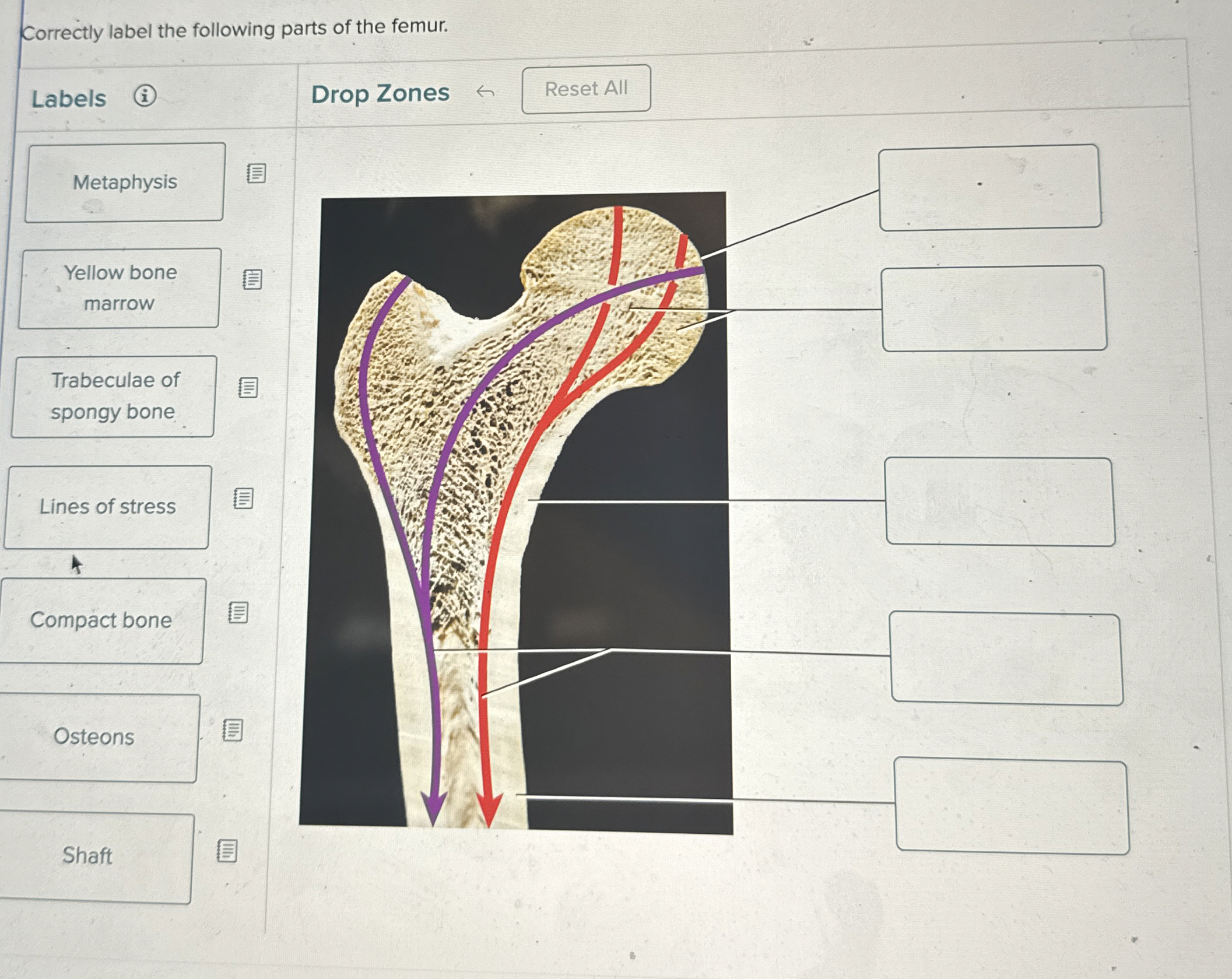 Solved Correctly Label The Following Parts Of The Chegg Com