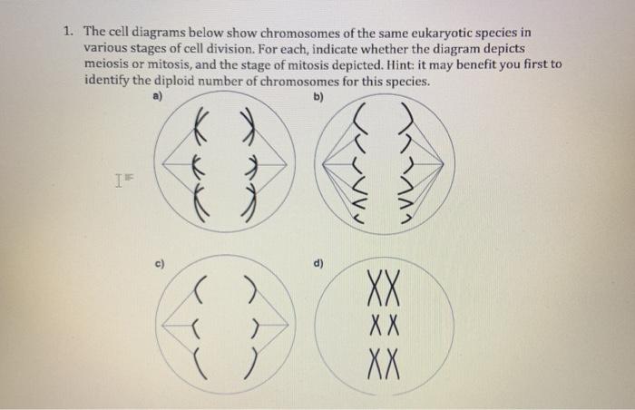Solved 1. The cell diagrams below show chromosomes of the | Chegg.com