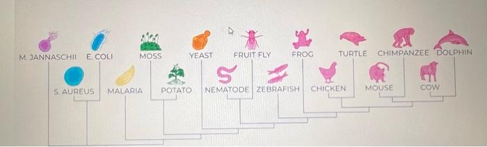 3. Select two distantly related organisms (e.8. fruit | Chegg.com