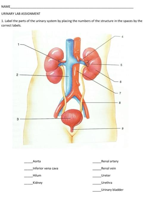 the urinary system assignment