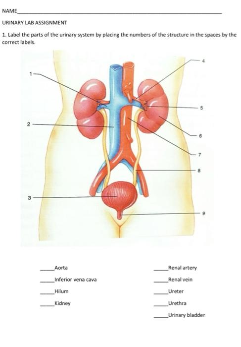 lab assignment urinary system