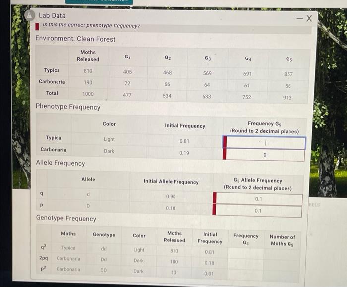 Solved Lab Data is this the correct pnenotype rrequency,