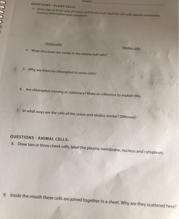 Name Questions Plant Cells 3 Draw Two Or Three Chegg Com